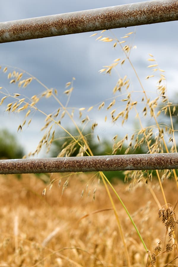 Farm Field Gate and Wheat stock image. Image of field 5972869