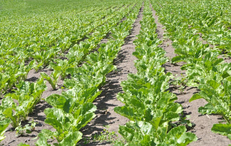 On the Farm Field Grow Sugar Beets Stock Image Image of pattern, land
