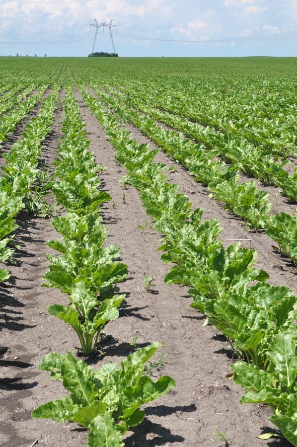 On the Farm Field Grow Sugar Beets Stock Photo Image of fertilizers