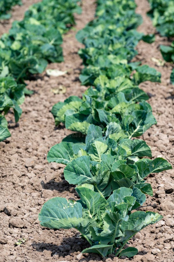 Farm Field with Growing Green Broccoli Cabbage Plants Stock Image
