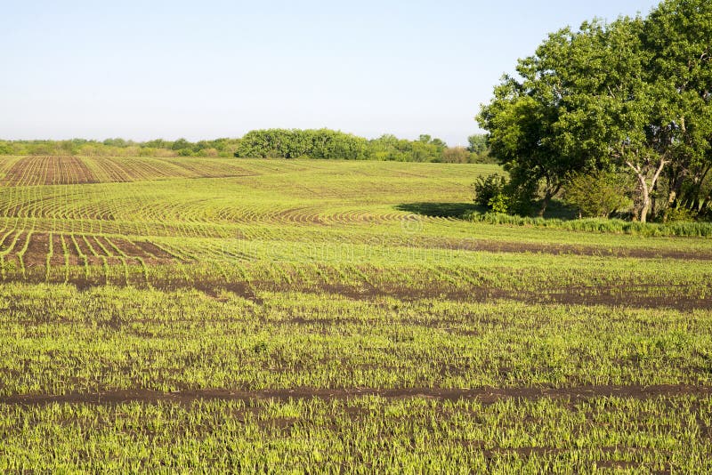 Kansas farm wheat stock photo. Image of county, blue, mountain 7170768