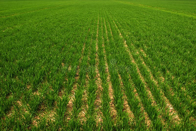 Farm Field with Lush Green Crops Growing royalty free stock photos