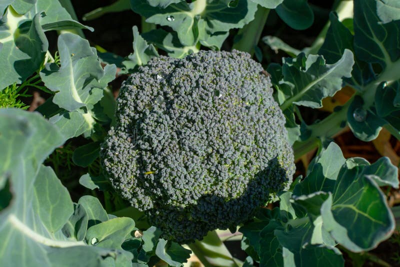 Farm field with rows of young green broccoli cabbage plants growing outside under greek sun