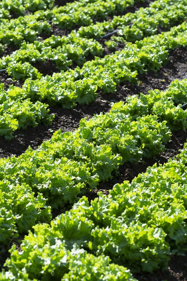 Farm field with rows of young sprouts of green salad lettuce growing outside under greek sun