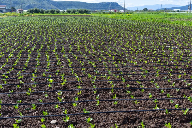 Farm field with rows of young sprouts of green salad lettuce growing outside under greek sun