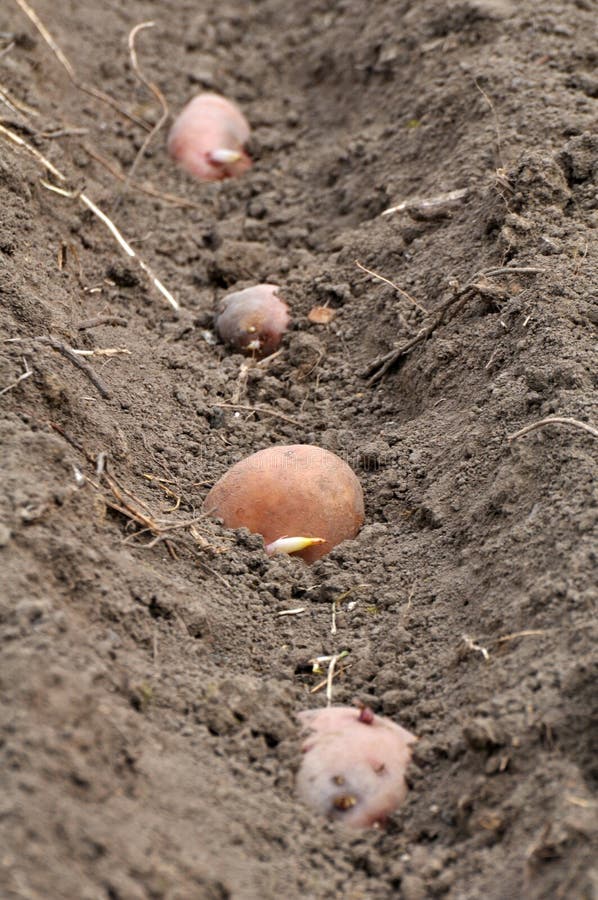 Seed Potatoes are Planted in Rows in the Soil before Wrapping Stock Photo Image of ground
