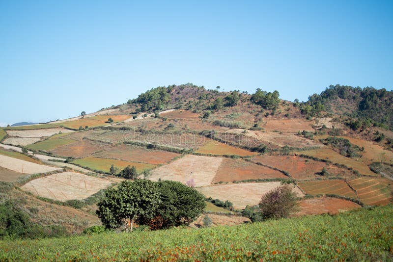 Farm fields with chili and rice growing in Shan state, Myanmar