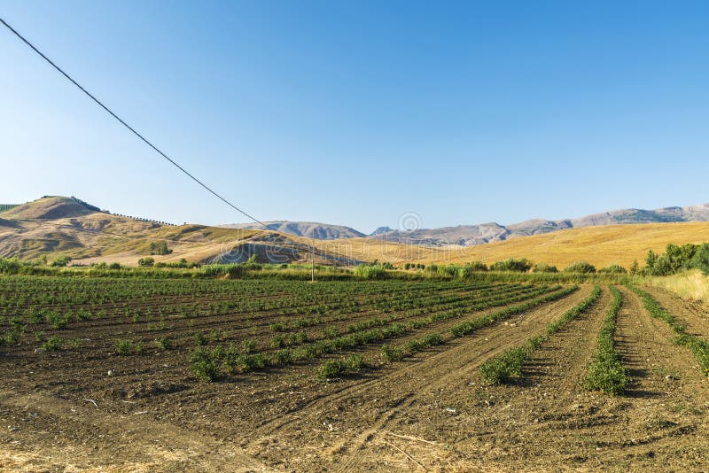 Farm fields near Corleone in Sicily, Italy