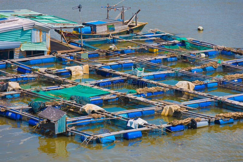 Fish Breeding Farm in the Southern Vietnam Stock Image Image of