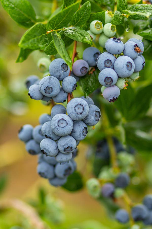 Farm Fresh Blueberries Ready For Harvest. Stock Photo Image of bunch