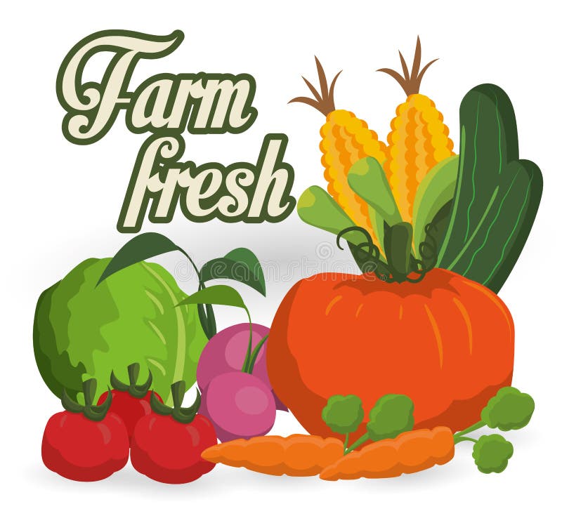 Farm fresh stock vector. Illustration of icon, beet, food - 50312022