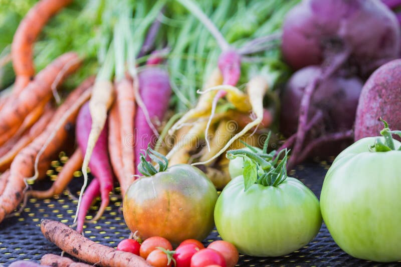 Farm fresh vegetables stock photography