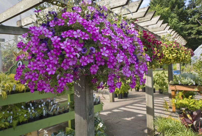 Farm and Garden Nursery in Canby Oregon. Stock Image - Image of variety ...