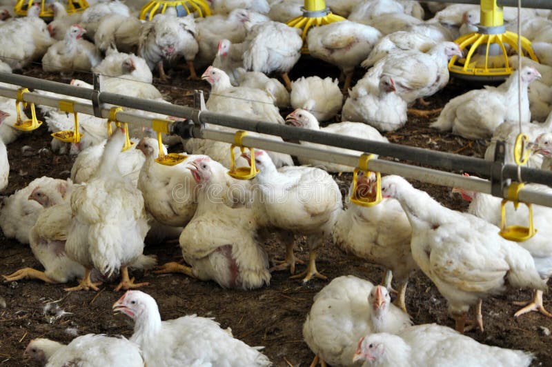 Farm for Growing Broiler Chickens Stock Photo Image of broilers, food 150504520