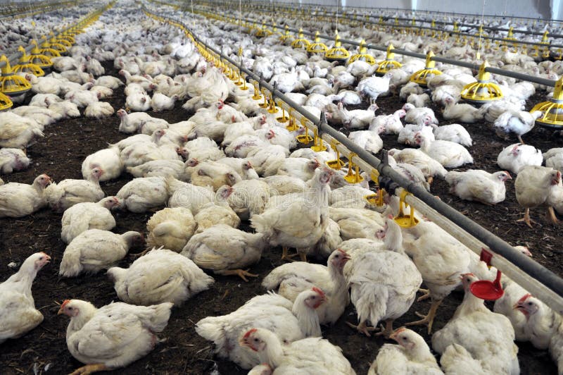 Farm for Growing Broiler Chickens Stock Image Image of economy