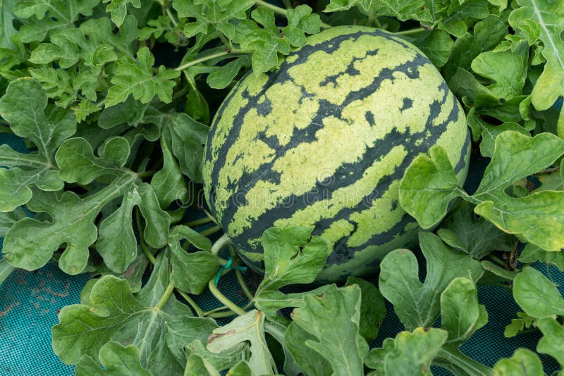 Farm Harvest of Watermelon on the Field Stock Photo Image of outdoors