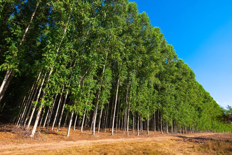 Farm of High Eucalyptus Trees Stock Image Image of green, leaf 253837005