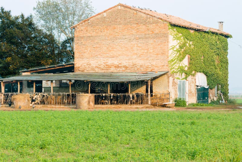 Farm House Cows Round Hay Bales Stock Photos Free & RoyaltyFree