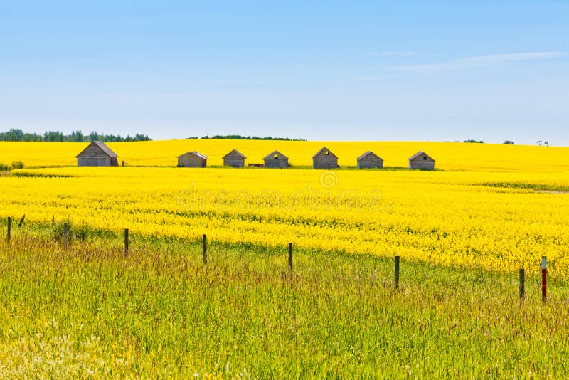 Farm huts canola field agriculture landscape