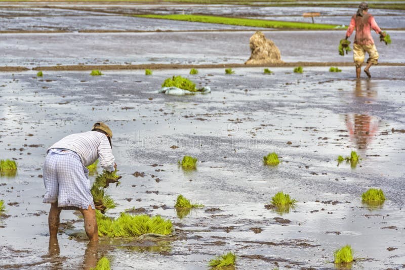 Farm Laborers Planting Rice