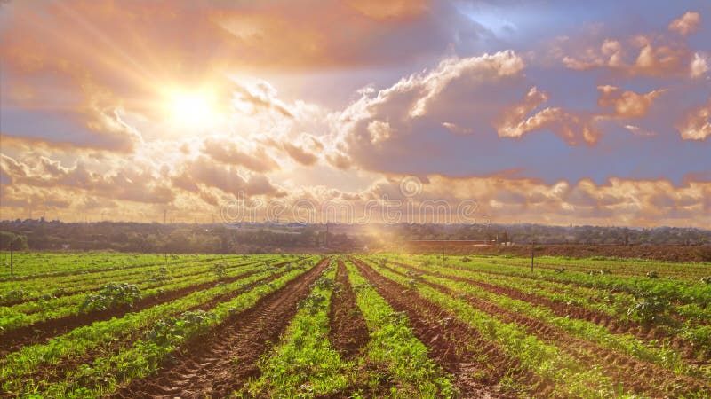 Farm Land at Sunset with Vanishing Point of View of Crop Rows in a  Agricultural Field. Agriculture Background and Cloudy Sky Stock Photo -  Image of meadow, growth: 161068628