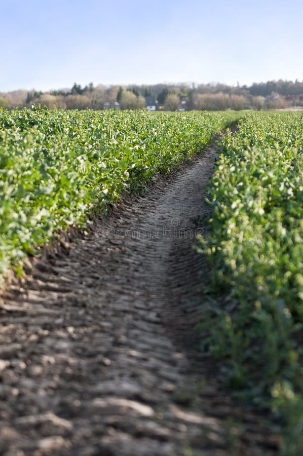 Farm lane through potato field