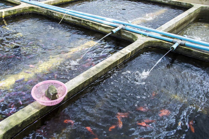 Farm nursery Ornamental fish freshwater in Recirculating Aquaculture System.