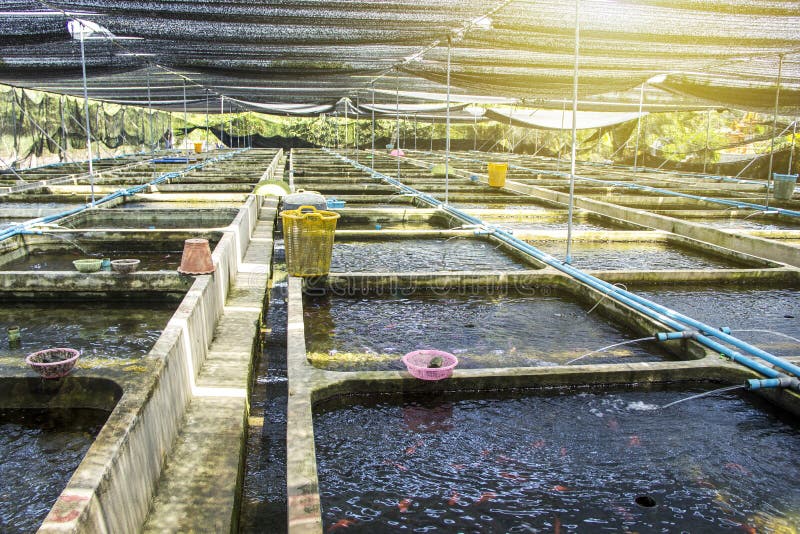 Farm nursery Ornamental fish freshwater in Recirculating Aquaculture System.