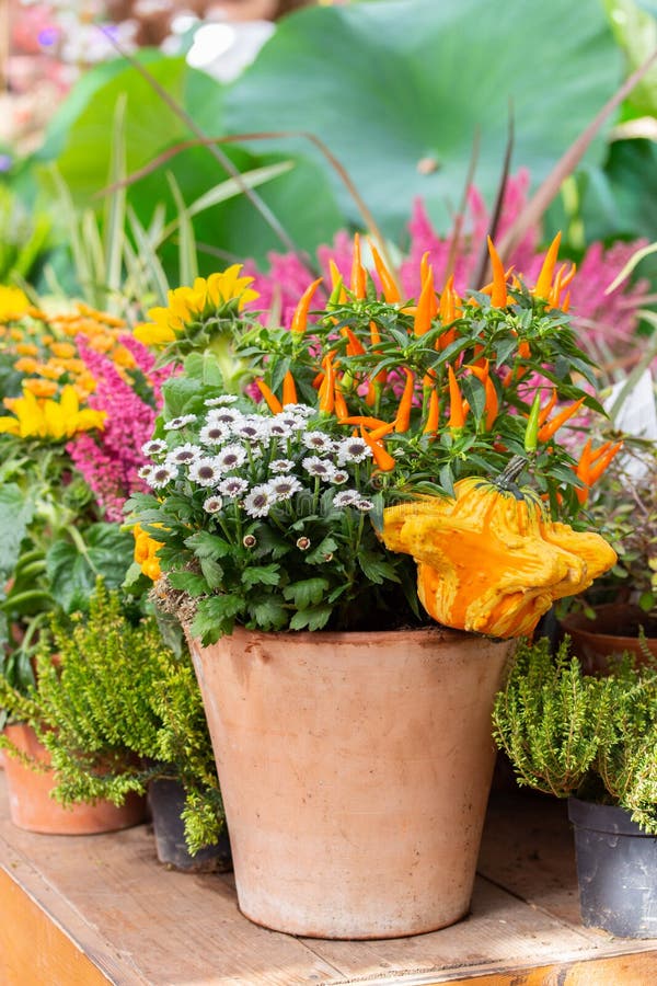 Farm-oogstfestival, bloemen en groenten in een kleipot, chrysanthemum, hete oranje Spaanse peper, pompoenpompoen stock foto's Farm-oogstfestival, bloemen en groenten in een kleipot, chrysanthemum, hete oranje Spaanse peper, pompoenpompoen stock foto's
