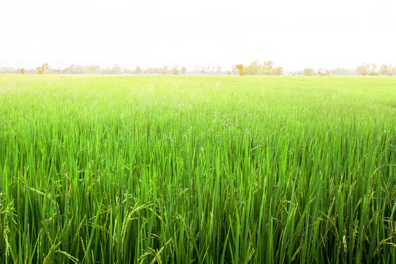 Farm rice field stock image. Image of green, farm, background - 131711843