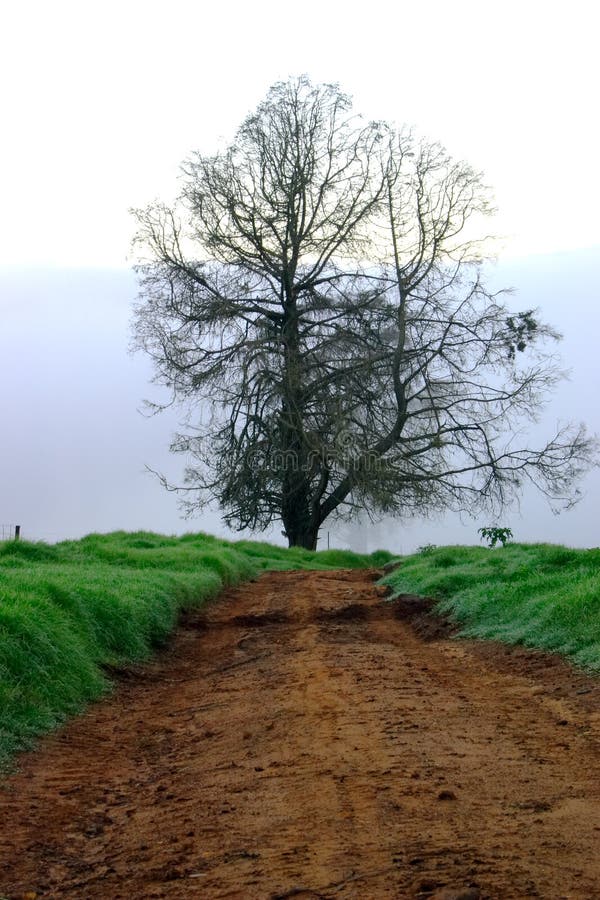 Un árbol sobre el el fin de fangoso carreteras, niebla en, interesado en próximamente manana.