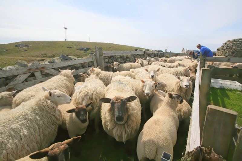 farm-sheep-being-held-sheep-pen-island-f