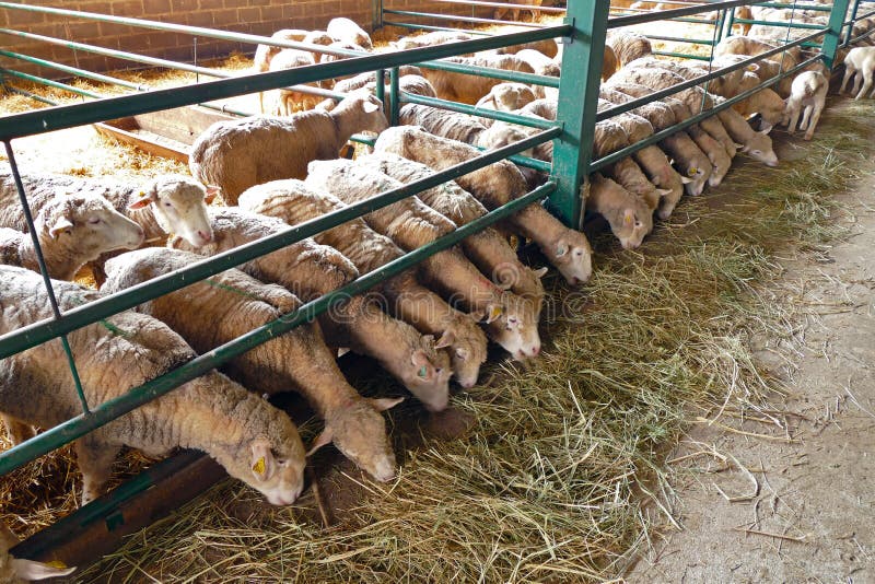 Farm for sheep breeding stock photo. Image of natural 120051510