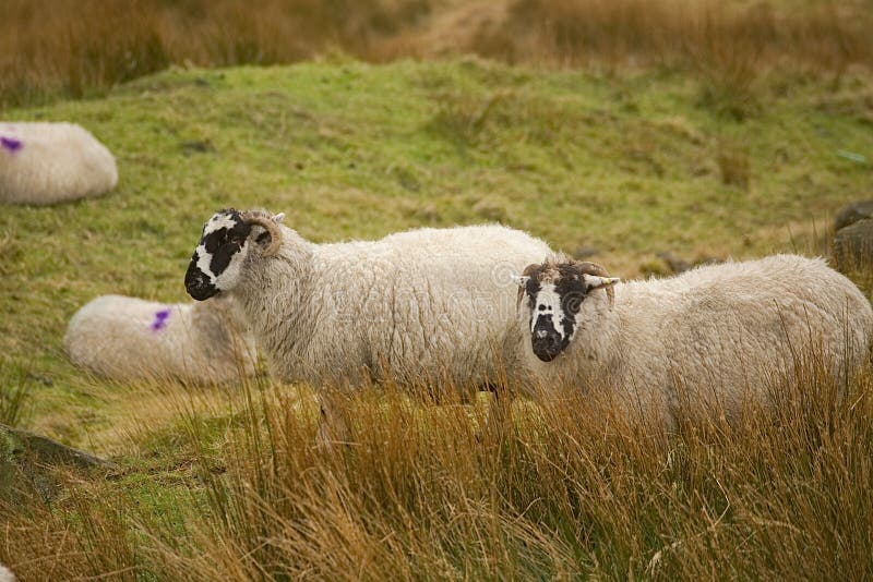 Group Of Farm Sheep On Saddleworth Moor In Manchester