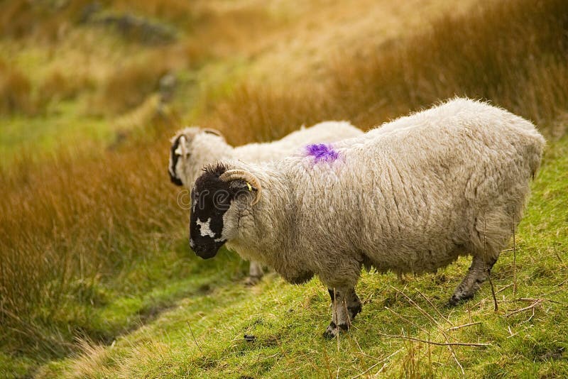 Farm Sheep On Saddleworth Moor In Manchester