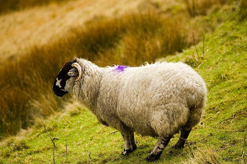 Lone Farm Sheep On Saddleworth Moor In Manchester