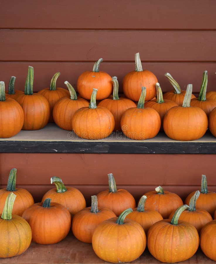 Farm Stand - Autumn Harvest Sugar Pumpkins stock photography Farm Stand - Autumn Harvest Sugar Pumpkins stock photography