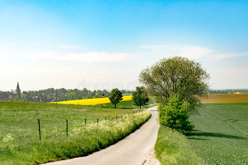Path between yellow field and blooming meadows royalty free stock photo Path between yellow field and blooming meadows royalty free stock photo