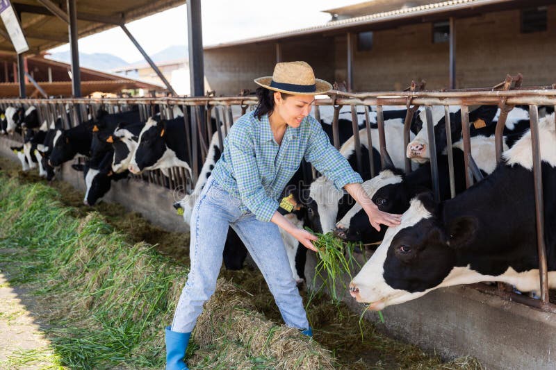 Farm Worker Feeding Grass To Cows in Barn Stock Photo Image of cattle
