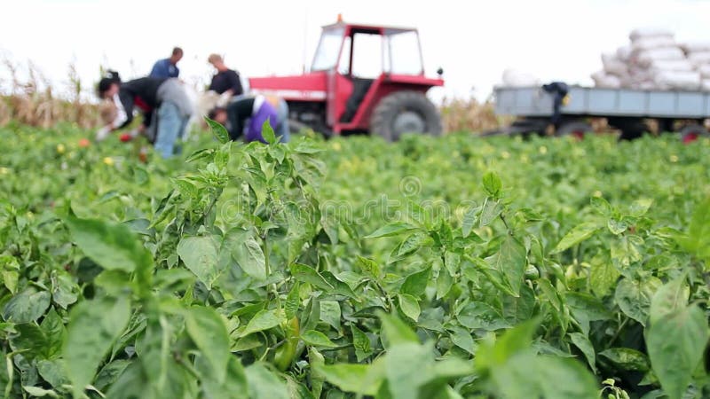 Farm Workers Picking Peppers stock video footage