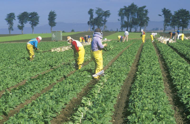 Farm Workers at Work stock image. Image of people, green 1124895