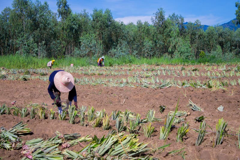 Farm Workers Picking Vegetables Editorial Stock Image Image of jobs