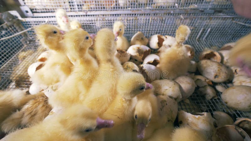 Farm workers take ducklings out of a box with eggshells. 4K. stock footage