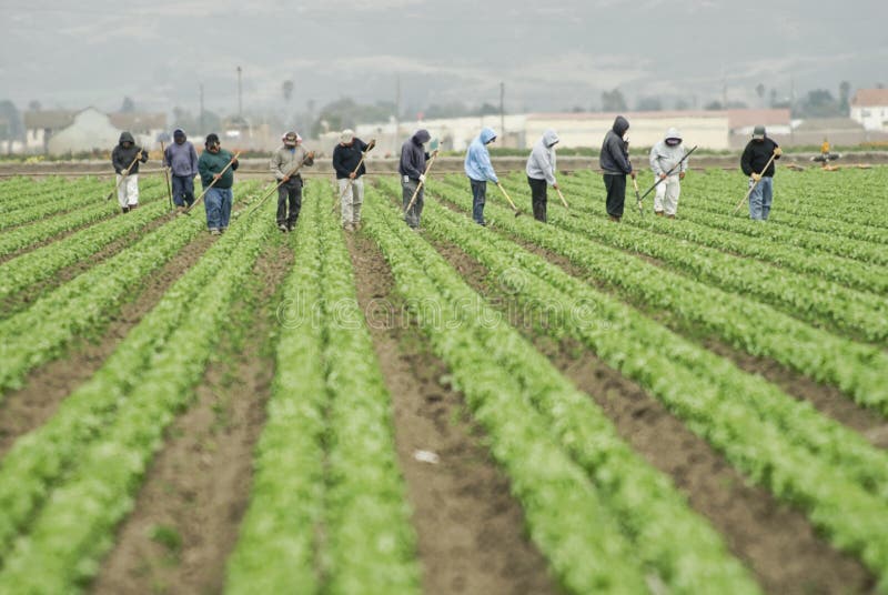 Un gruppo di lavoratori della fattoria zappa un grande campo lungo Californias costa centrale.