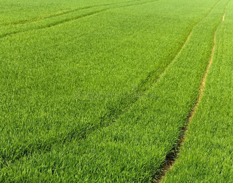 Farm with young Wheat,Spring Time