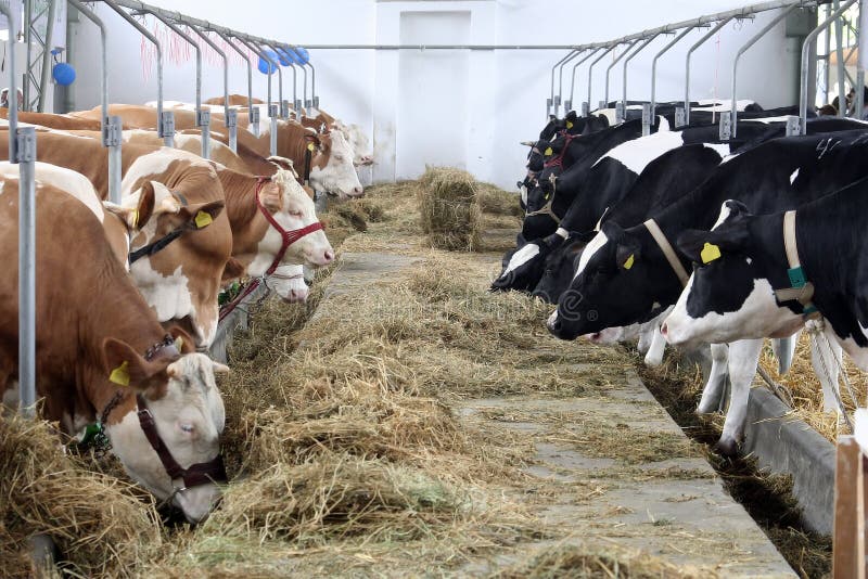 farma krowy zdjęcia stock farma krowy zdjęcia stock