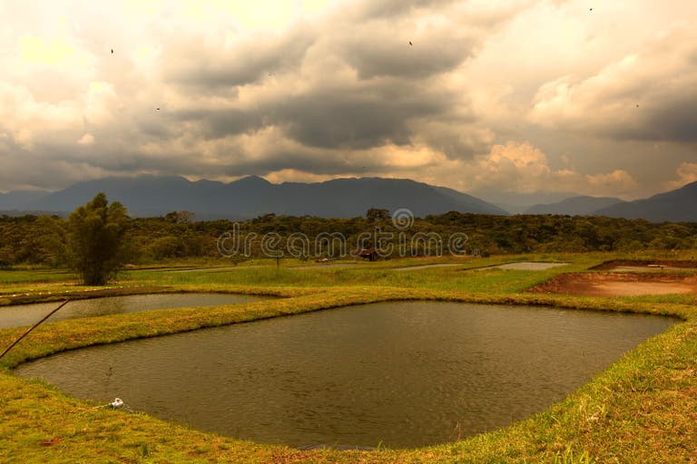 716 Tilapia Farming Stock Photos Free & RoyaltyFree Stock Photos