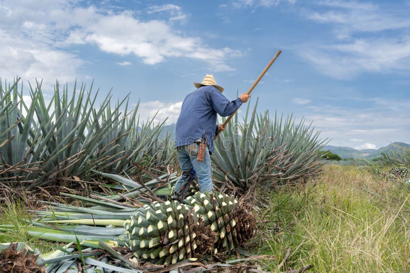 The Farmer is in the Agave Field Cutting the Pencas To Make Tequila ...