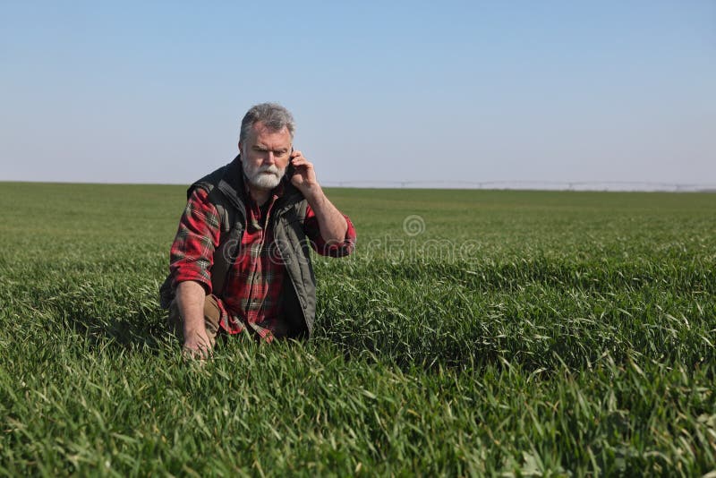 Farmer in green wheat field in spring