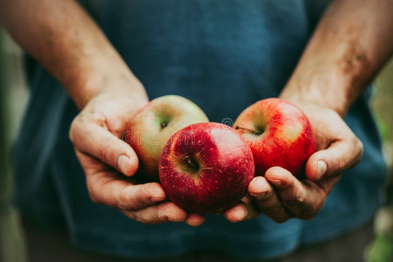 Farmer with apples